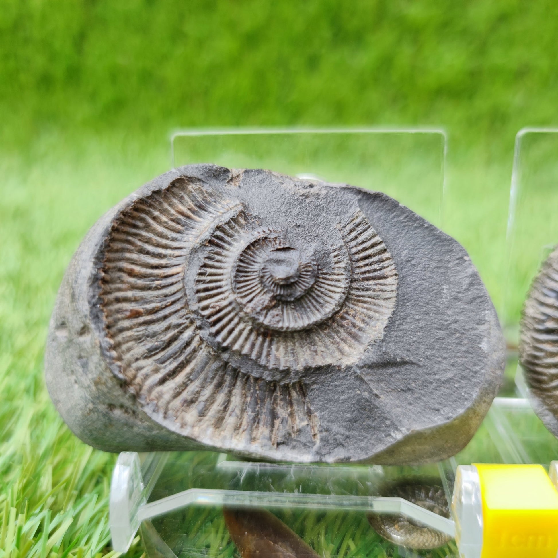 Dactylioceras ammonite split pair UK fossil - North Yorkshire Fossils