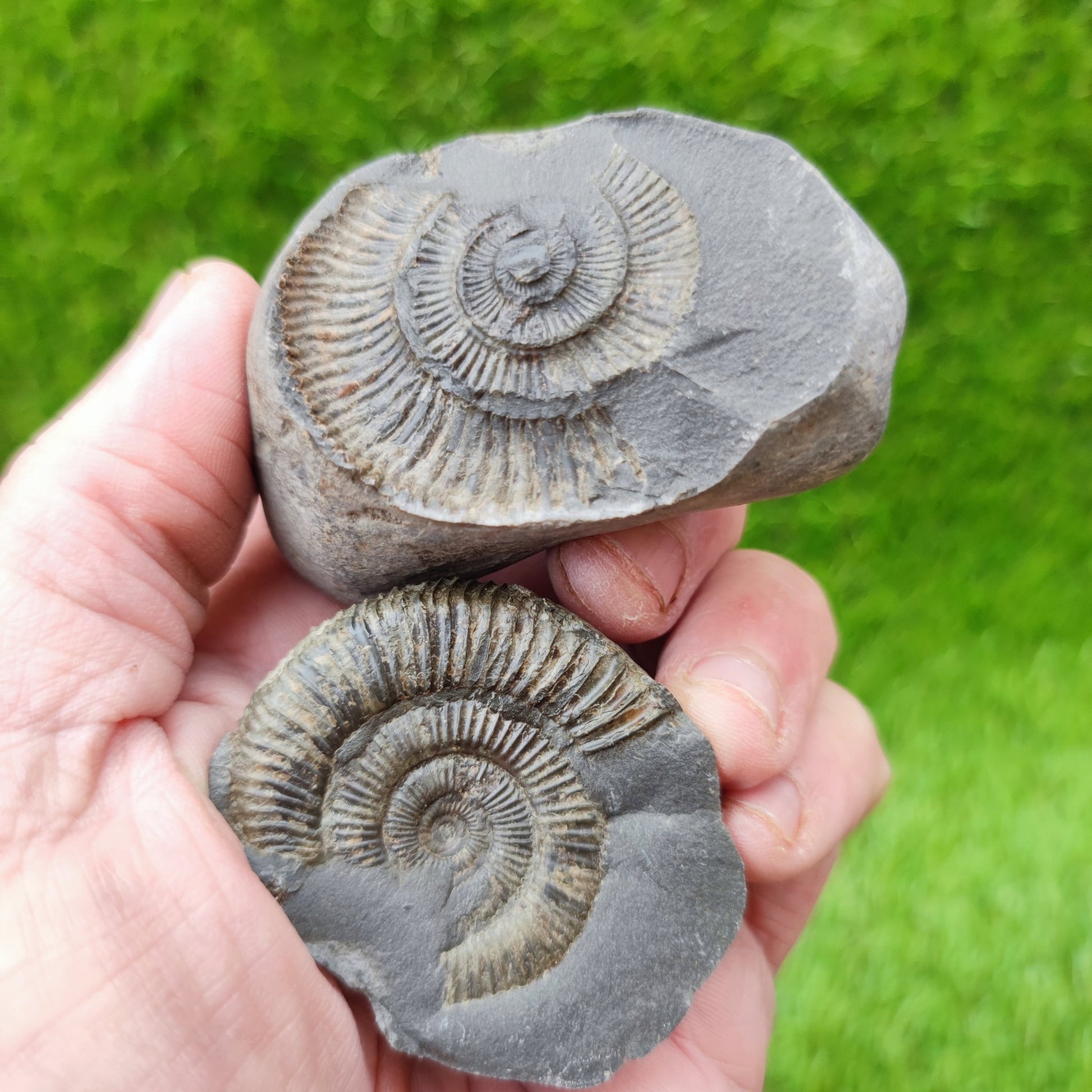 Dactylioceras ammonite split pair UK fossil - North Yorkshire Fossils