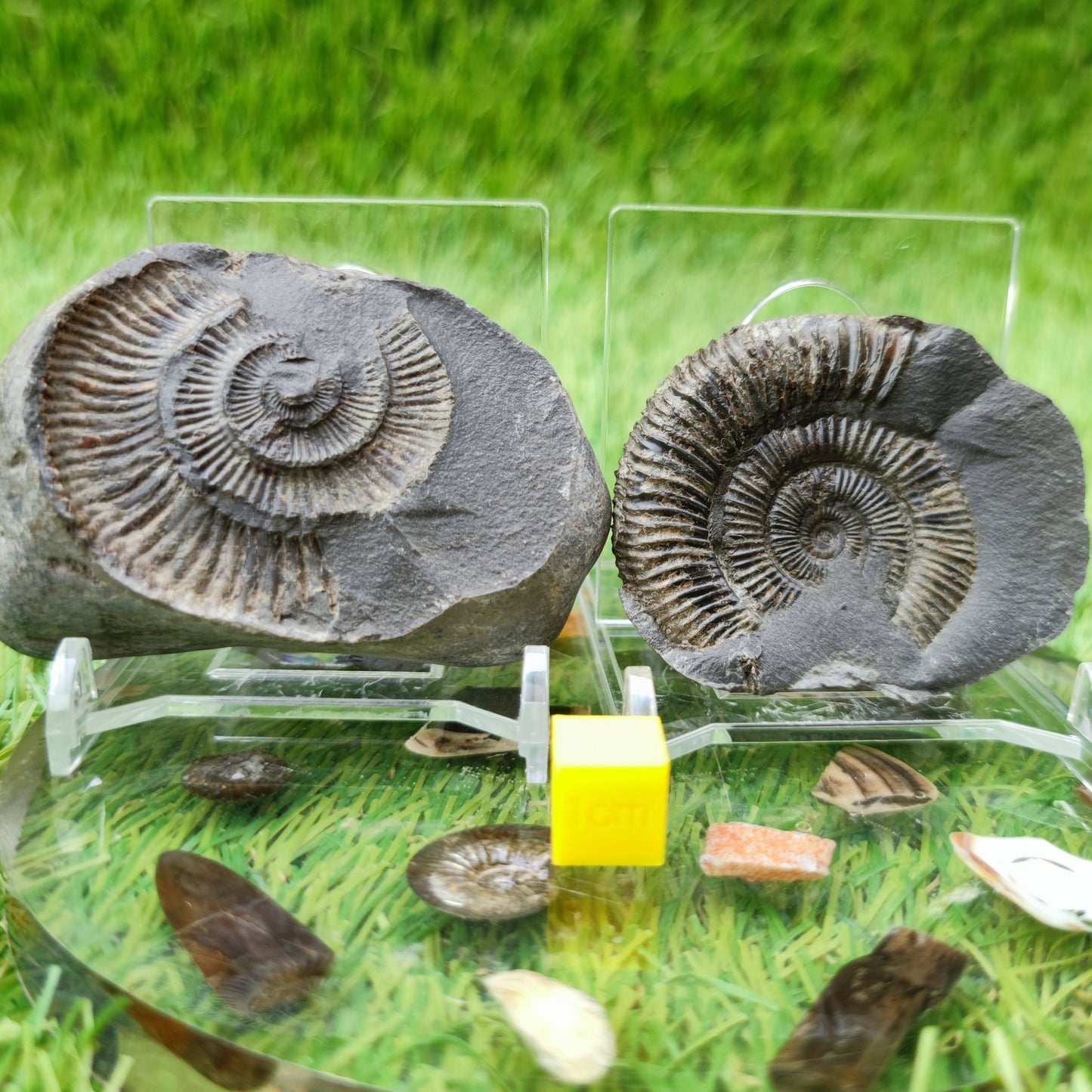 Dactylioceras ammonite split pair UK fossil - North Yorkshire Fossils
