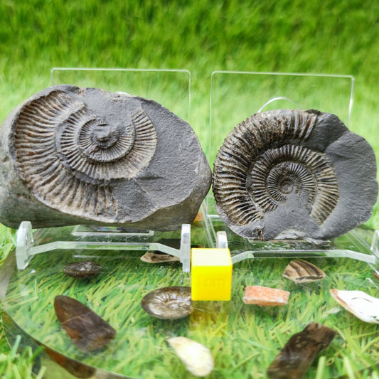 Dactylioceras ammonite split pair UK fossil - North Yorkshire Fossils