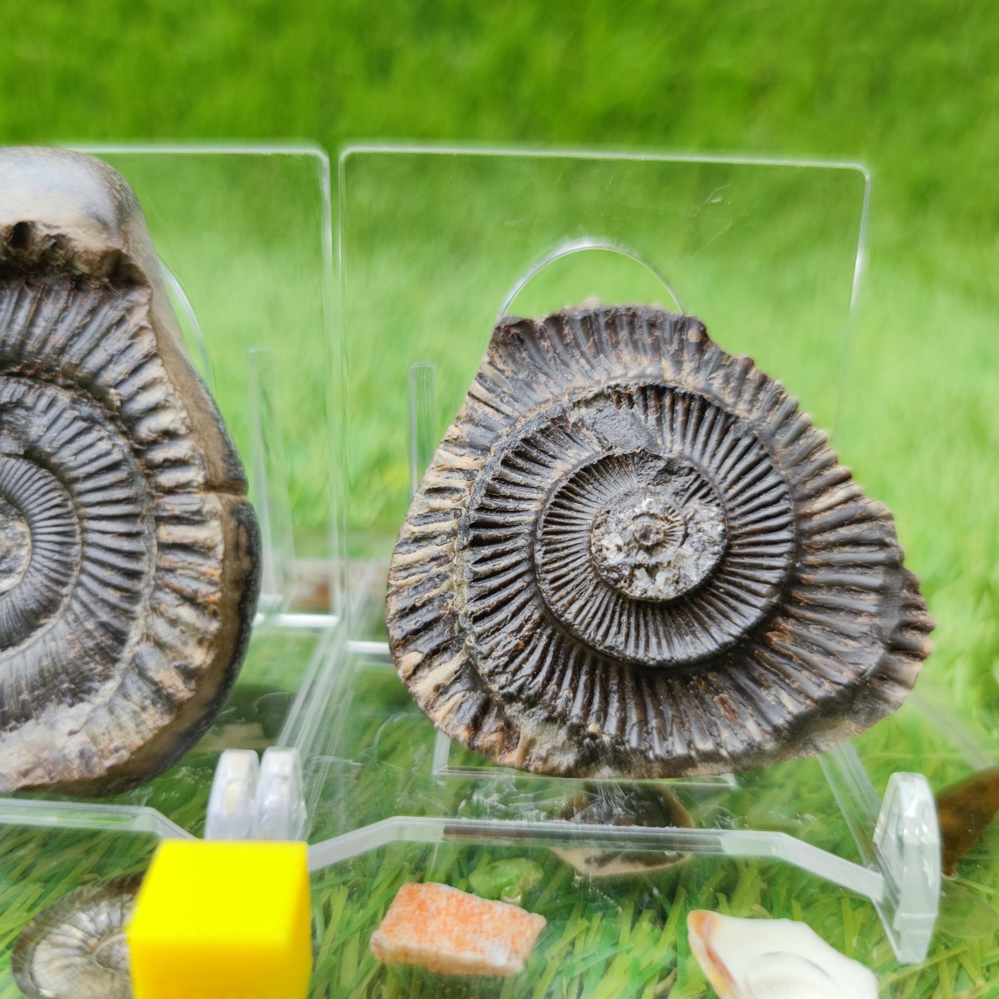 Dactylioceras ammonite split pair UK fossil North Yorkshire - North Yorkshire Fossils
