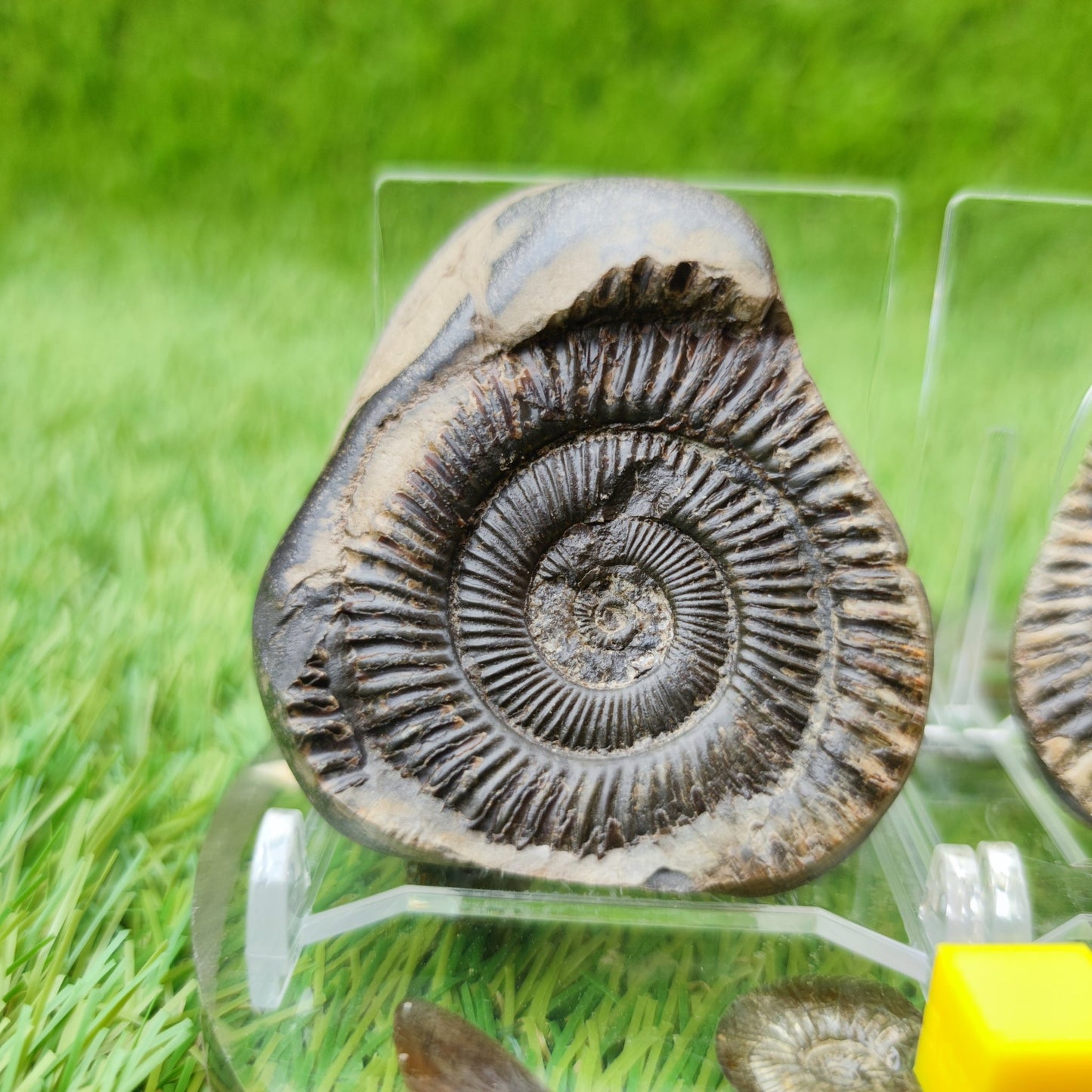 Dactylioceras ammonite split pair UK fossil North Yorkshire - North Yorkshire Fossils