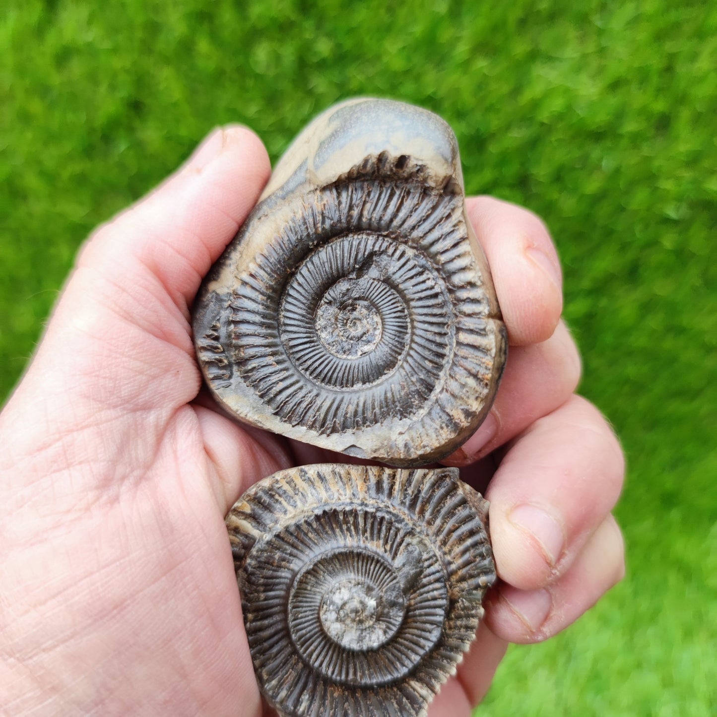 Dactylioceras ammonite split pair UK fossil North Yorkshire - North Yorkshire Fossils
