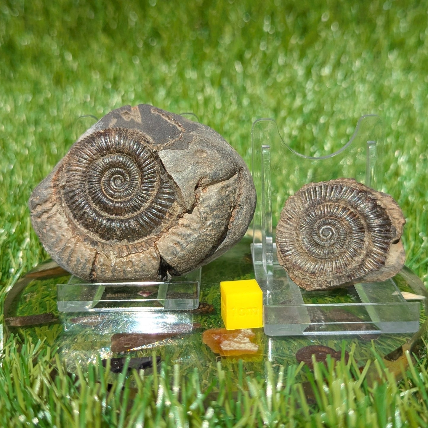 Dactylioceras ammonite split pair Whitby North Yorkshire fossils - North Yorkshire Fossils