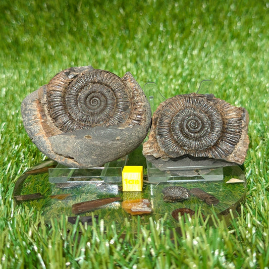 Dactylioceras ammonite split pair Whitby North Yorkshire fossils - North Yorkshire Fossils