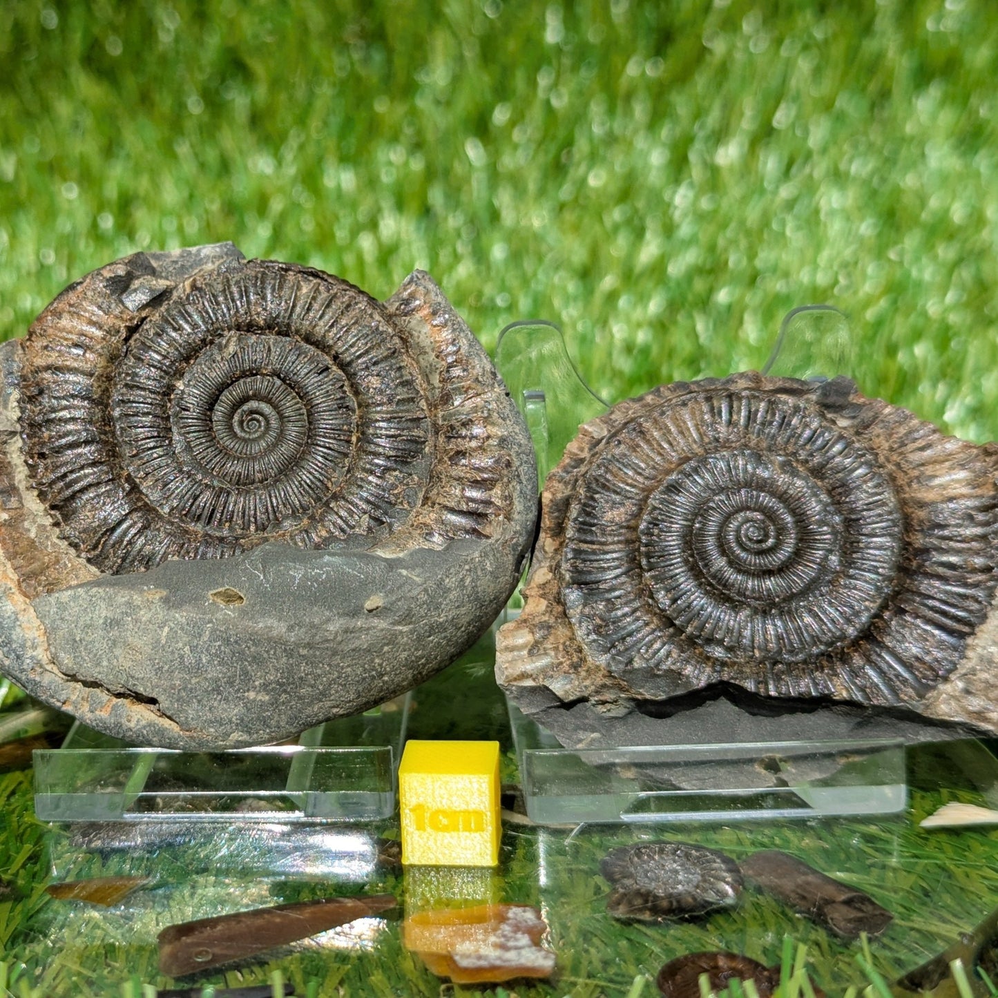 Dactylioceras ammonite split pair Whitby North Yorkshire fossils - North Yorkshire Fossils