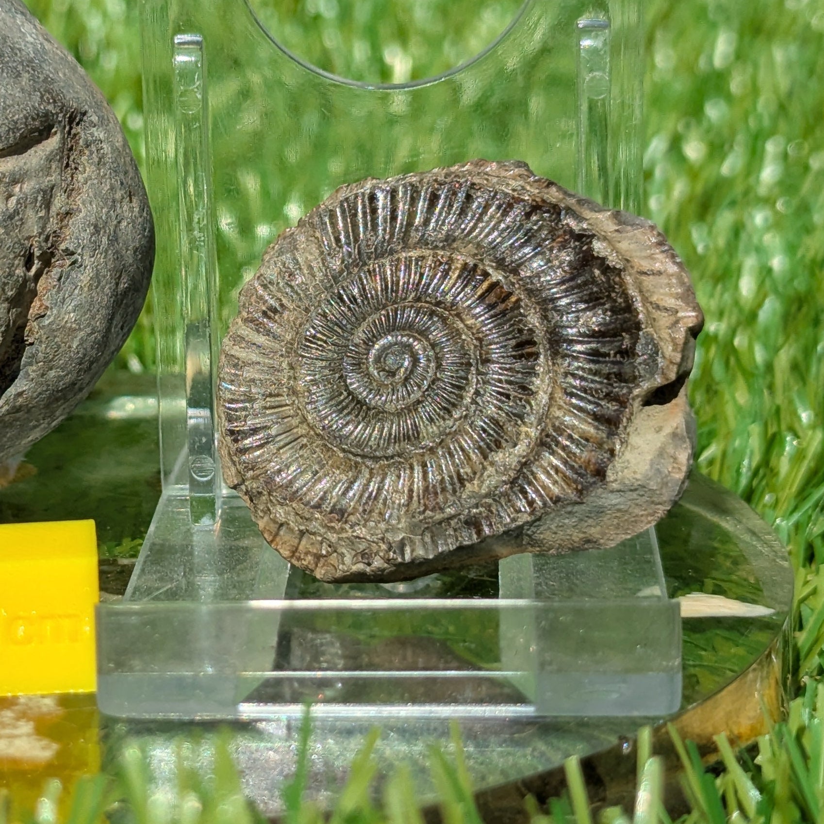 Dactylioceras ammonite split pair Whitby North Yorkshire fossils - North Yorkshire Fossils