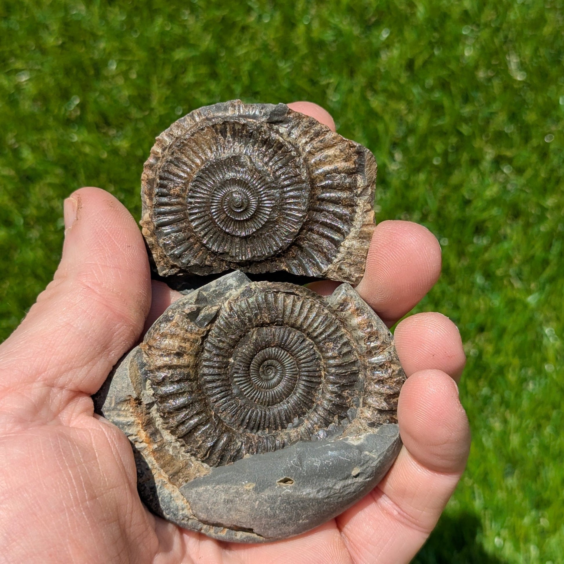 Dactylioceras ammonite split pair Whitby North Yorkshire fossils - North Yorkshire Fossils