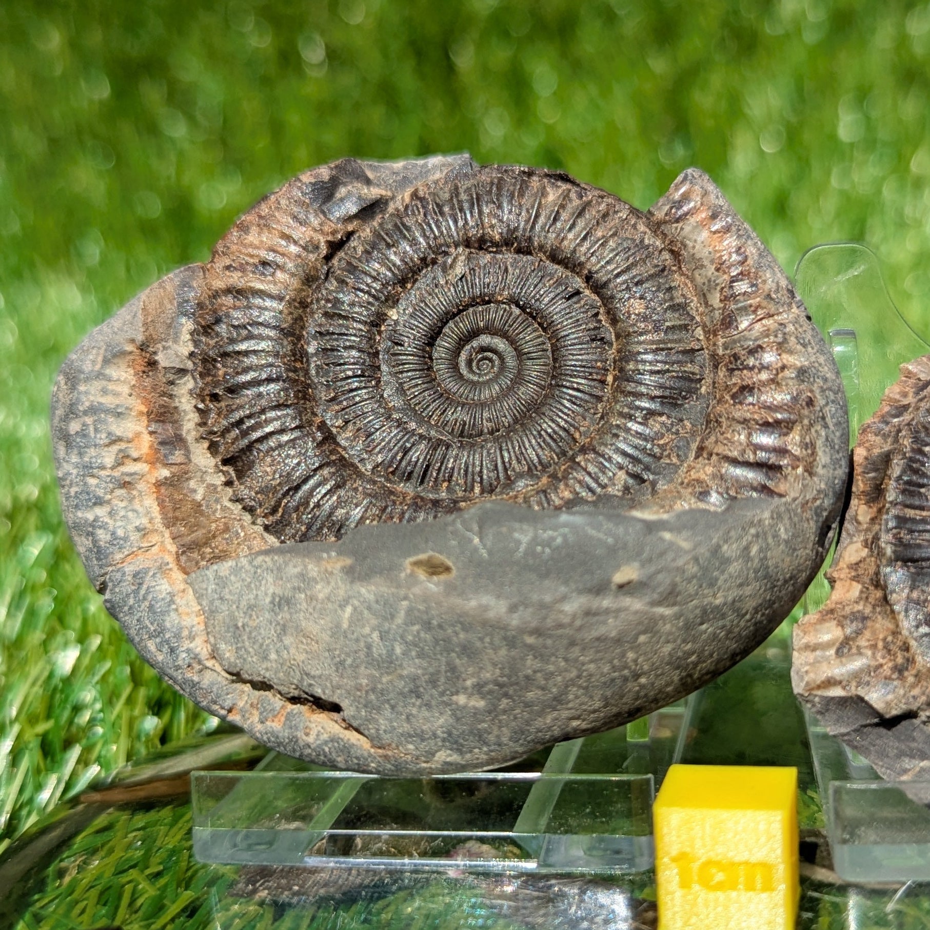 Dactylioceras ammonite split pair Whitby North Yorkshire fossils - North Yorkshire Fossils