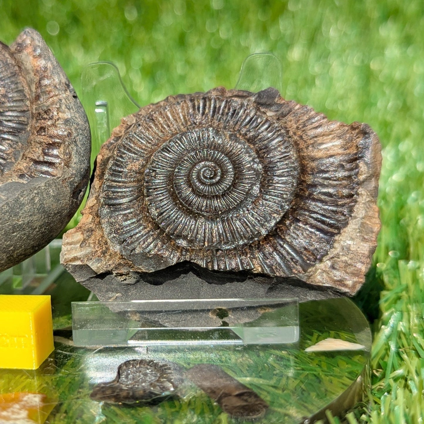 Dactylioceras ammonite split pair Whitby North Yorkshire fossils - North Yorkshire Fossils