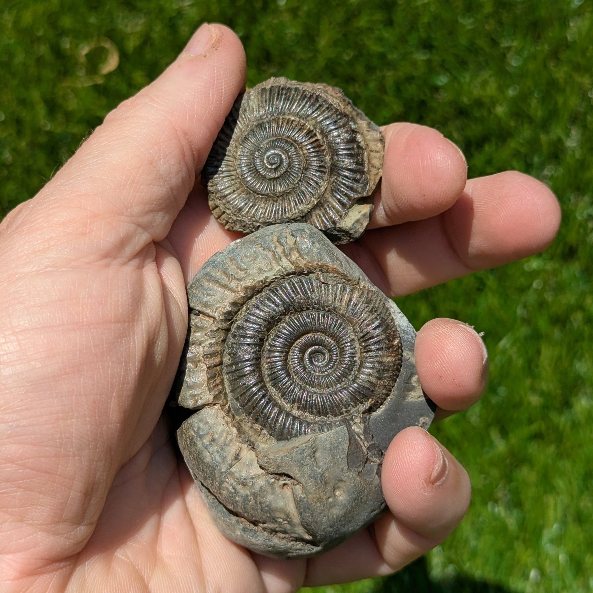 Dactylioceras ammonite split pair Whitby North Yorkshire fossils - North Yorkshire Fossils