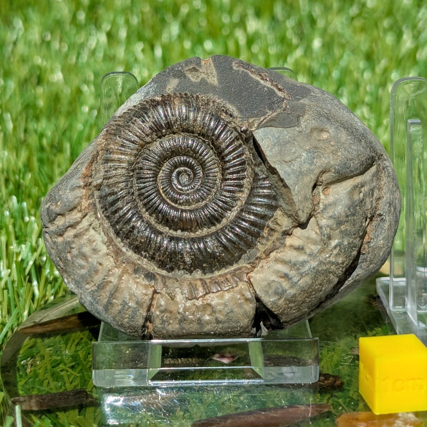 Dactylioceras ammonite split pair Whitby North Yorkshire fossils - North Yorkshire Fossils