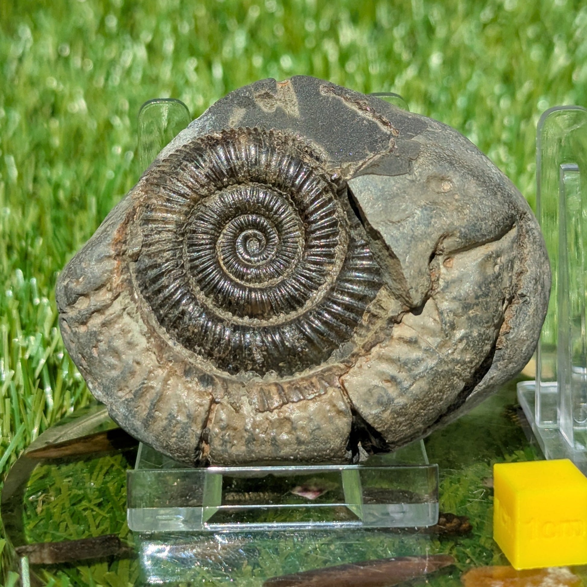 Dactylioceras ammonite split pair Whitby North Yorkshire fossils - North Yorkshire Fossils