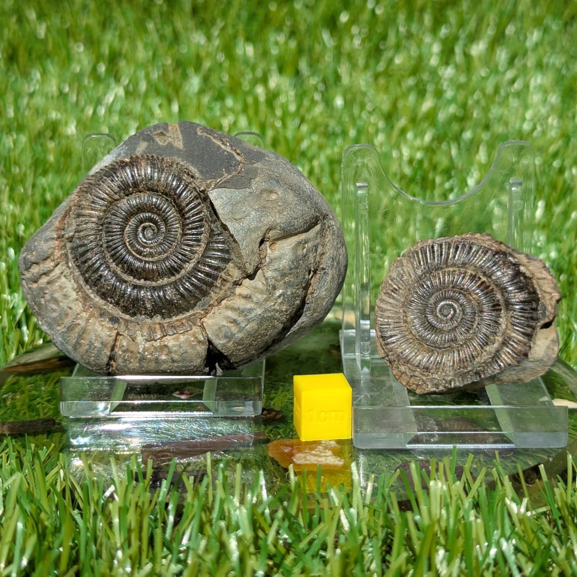 Dactylioceras ammonite split pair Whitby North Yorkshire fossils - North Yorkshire Fossils