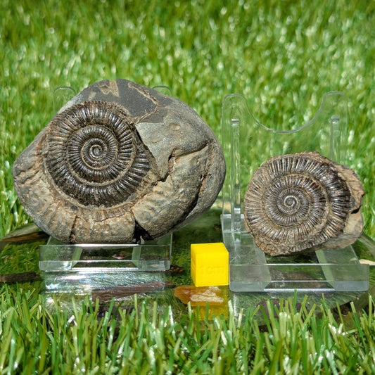 Dactylioceras ammonite split pair Whitby North Yorkshire fossils - North Yorkshire Fossils