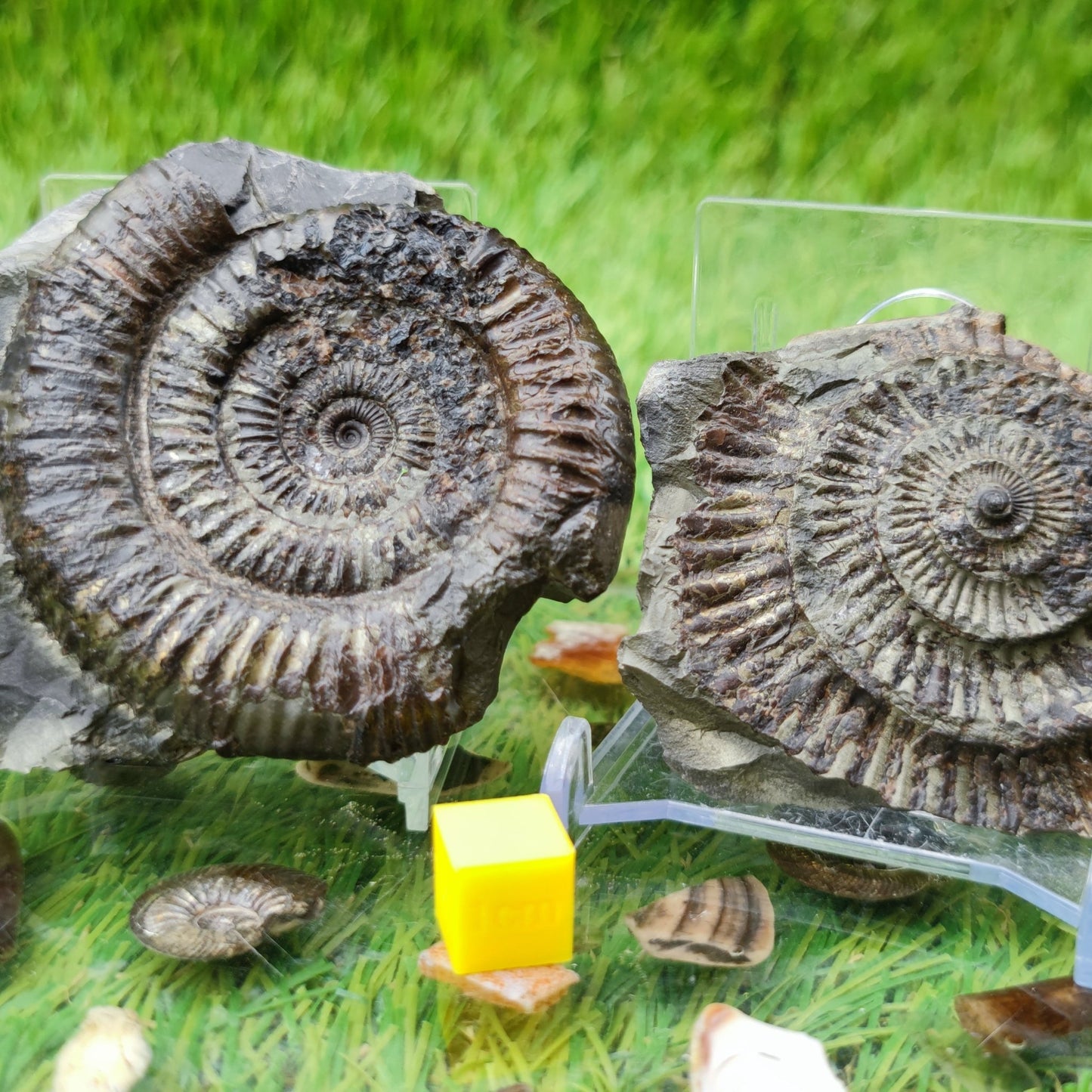 Dactylioceras ammonite UK fossil split pair - North Yorkshire Fossils