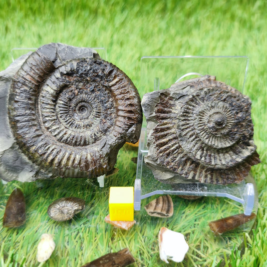 Dactylioceras ammonite UK fossil split pair - North Yorkshire Fossils