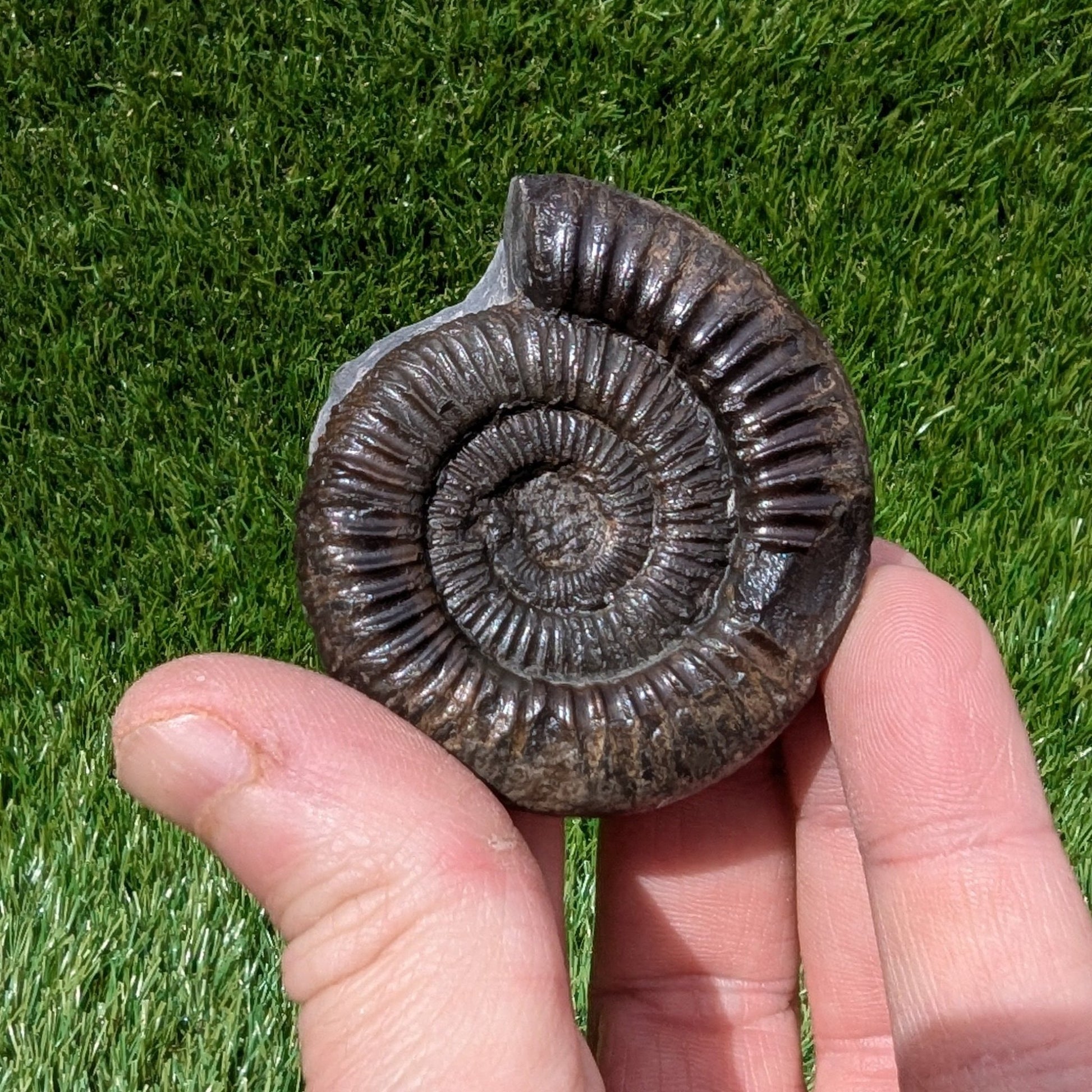 Dactylioceras ammonite Whitby North Yorkshire fossils - North Yorkshire Fossils