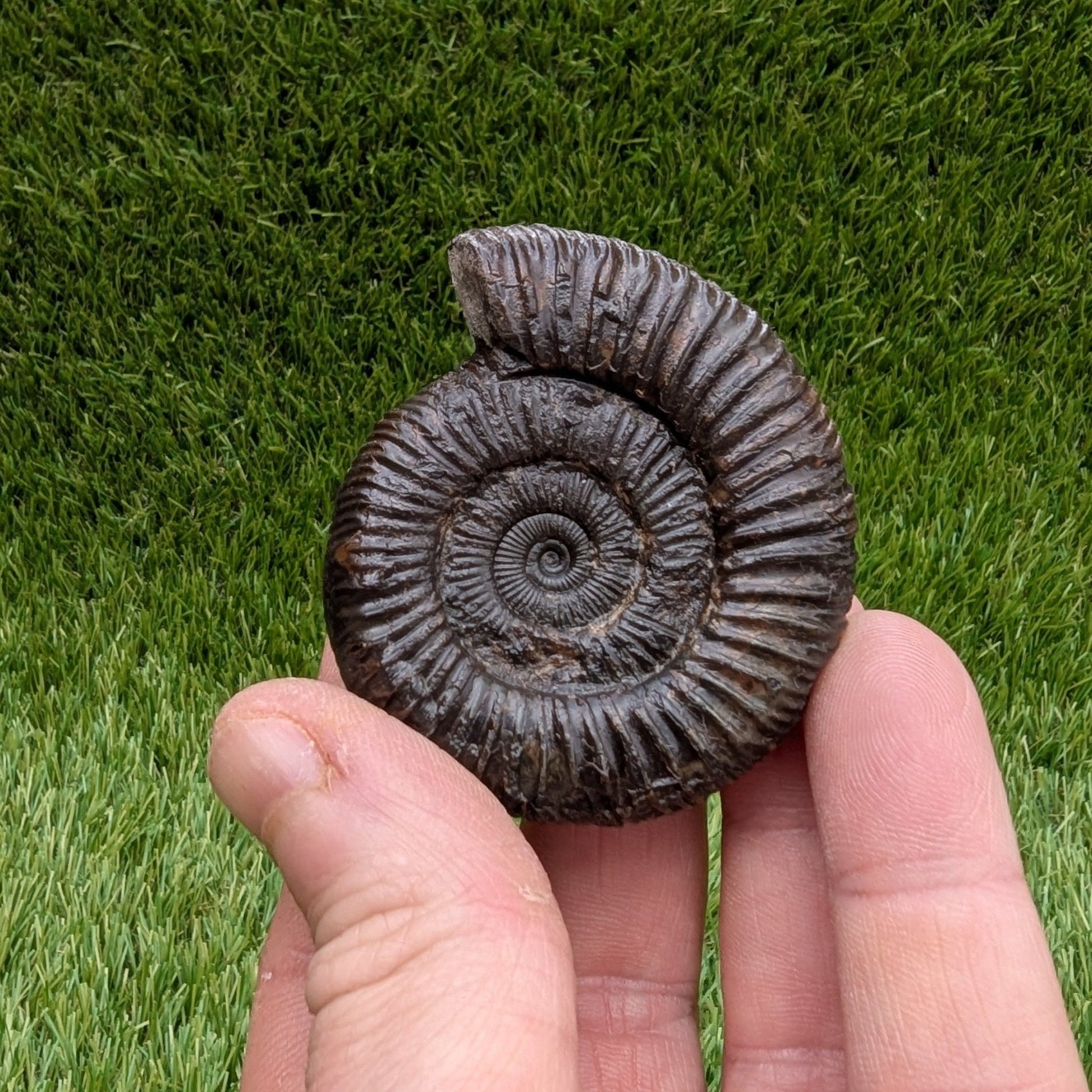Dactylioceras ammonite Whitby North Yorkshire fossils - North Yorkshire Fossils