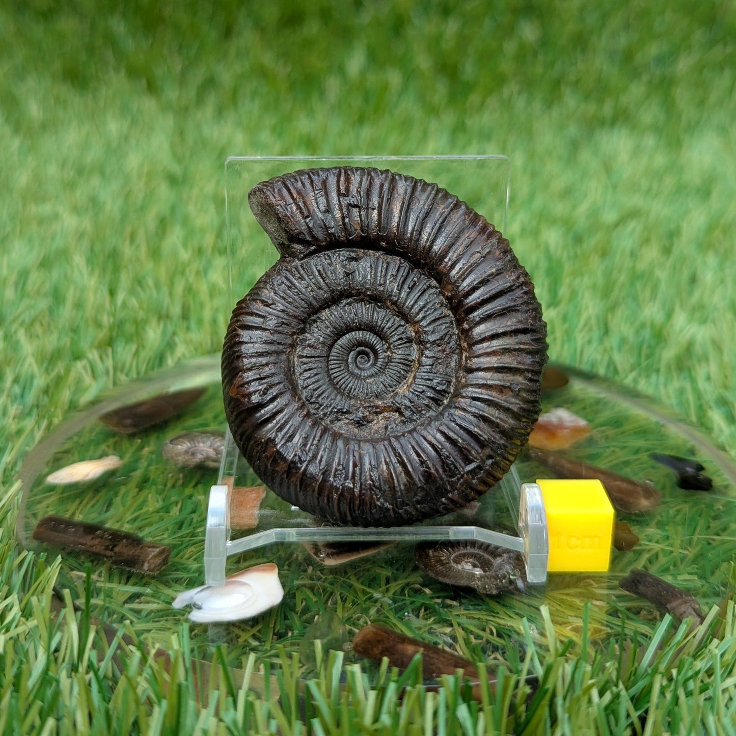 Dactylioceras ammonite Whitby North Yorkshire fossils - North Yorkshire Fossils