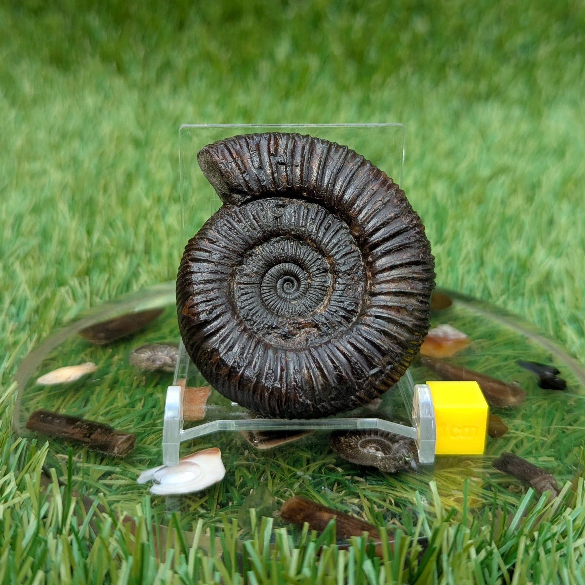 Dactylioceras ammonite Whitby North Yorkshire fossils - North Yorkshire Fossils