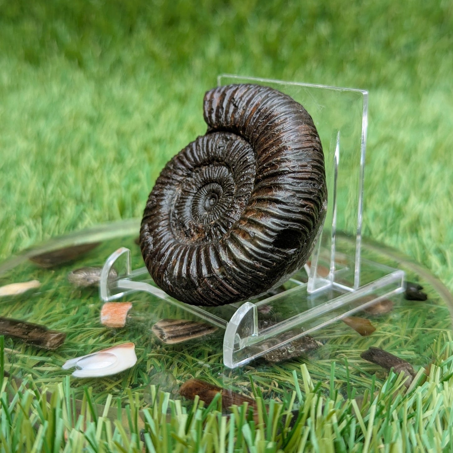 Dactylioceras ammonite Whitby North Yorkshire fossils - North Yorkshire Fossils