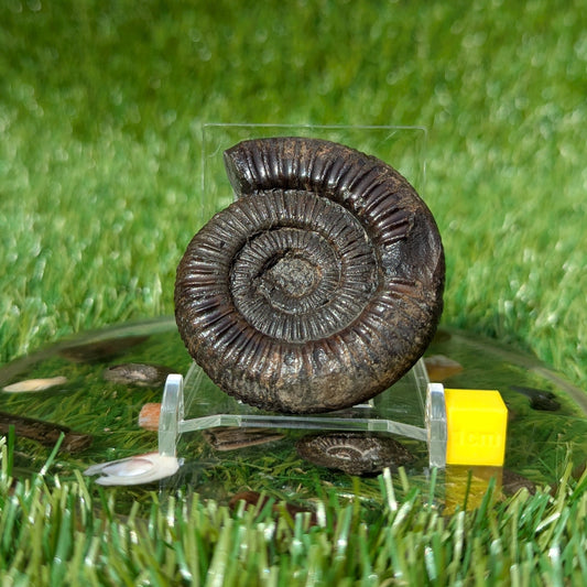 Dactylioceras ammonite Whitby North Yorkshire fossils - North Yorkshire Fossils