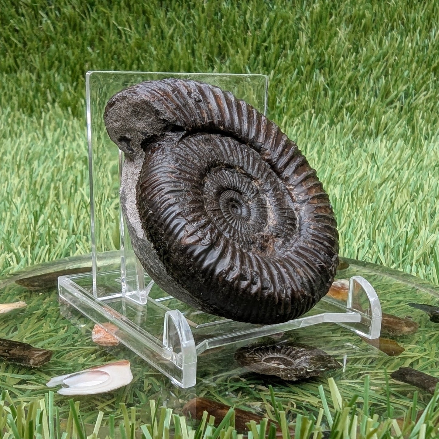 Dactylioceras ammonite Whitby North Yorkshire fossils - North Yorkshire Fossils