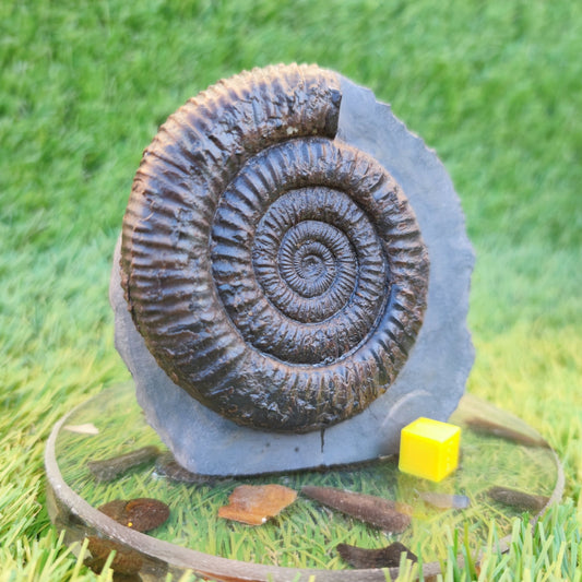 Dactylioceras ammonite with cut base Yorkshire Jurassic coast - North Yorkshire Fossils