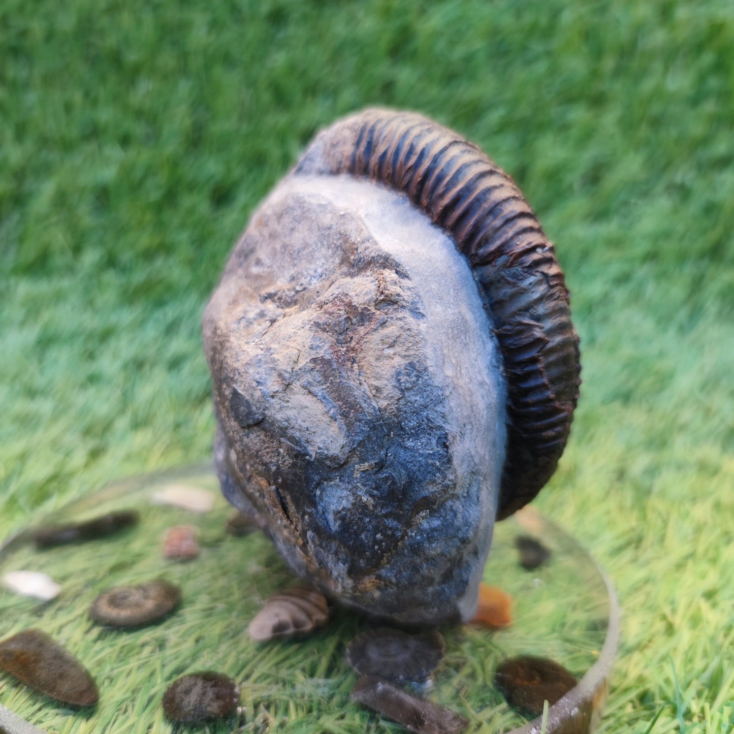 Dactylioceras ammonite with cut base Yorkshire Jurassic coast - North Yorkshire Fossils