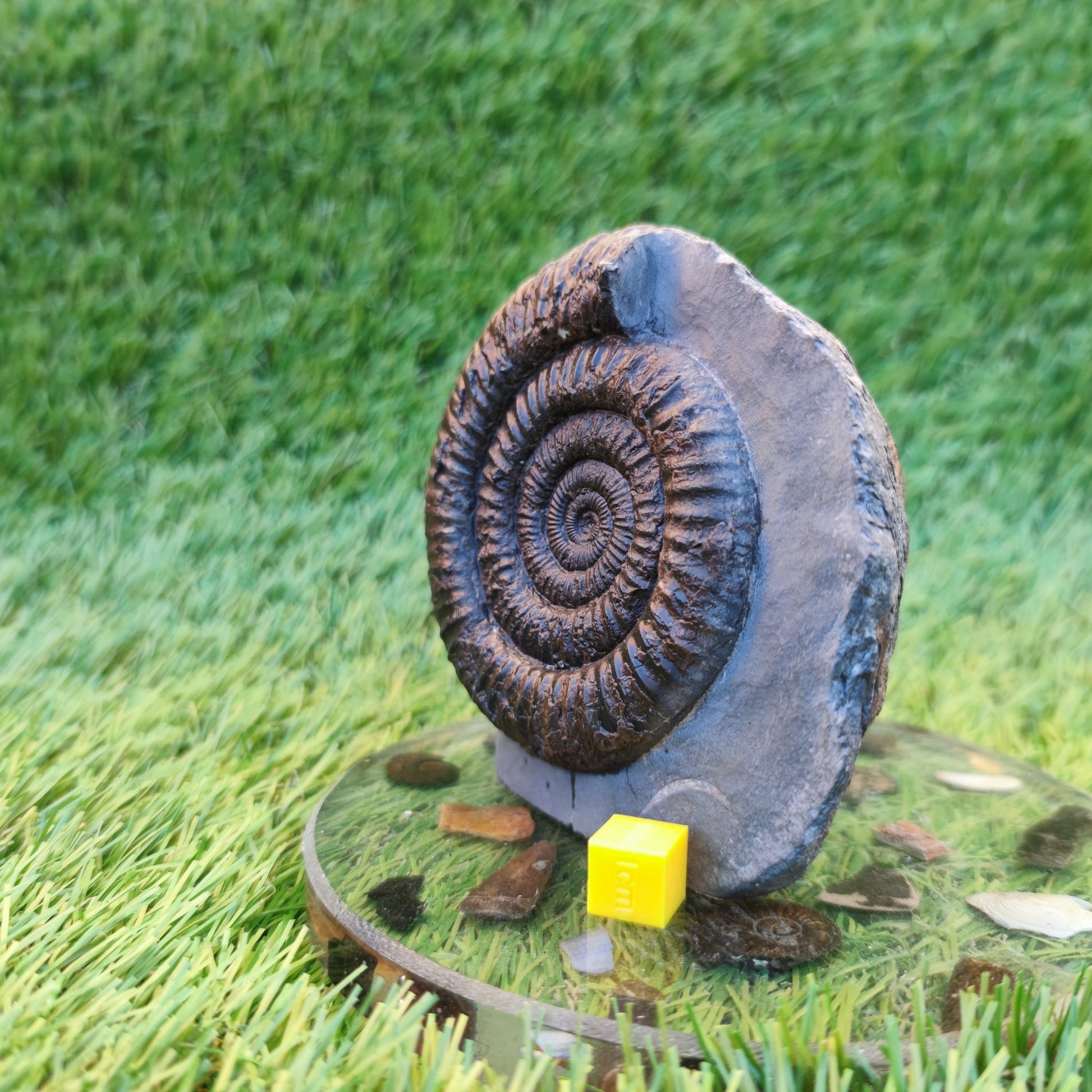 Dactylioceras ammonite with cut base Yorkshire Jurassic coast - North Yorkshire Fossils