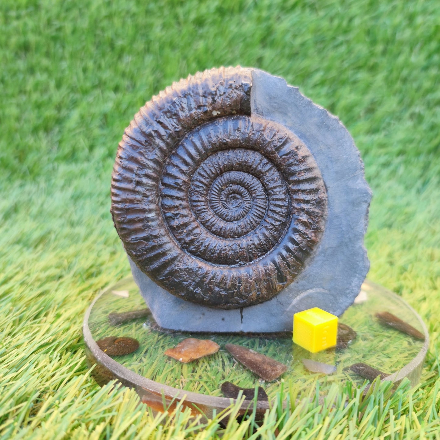 Dactylioceras ammonite with cut base Yorkshire Jurassic coast - North Yorkshire Fossils
