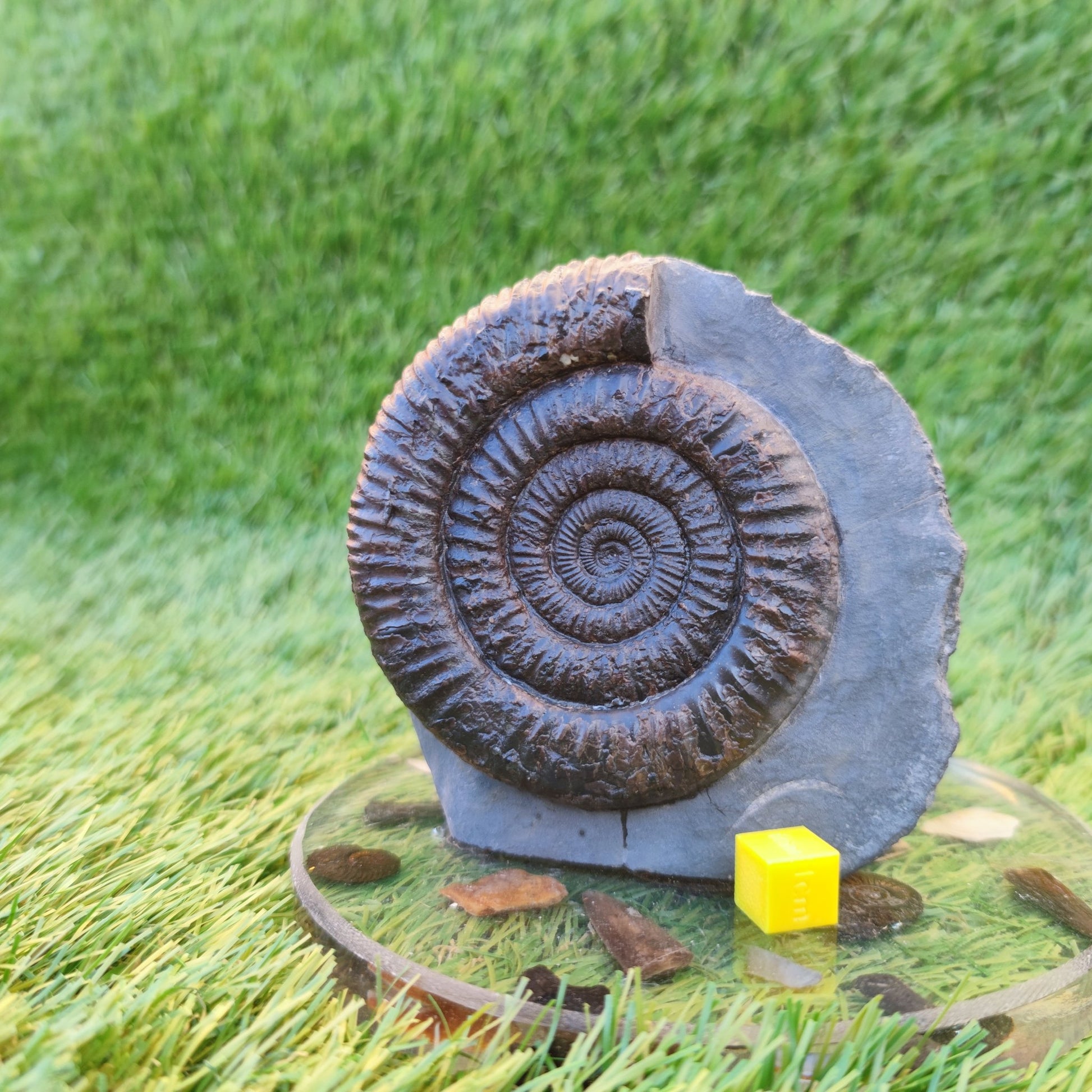 Dactylioceras ammonite with cut base Yorkshire Jurassic coast - North Yorkshire Fossils