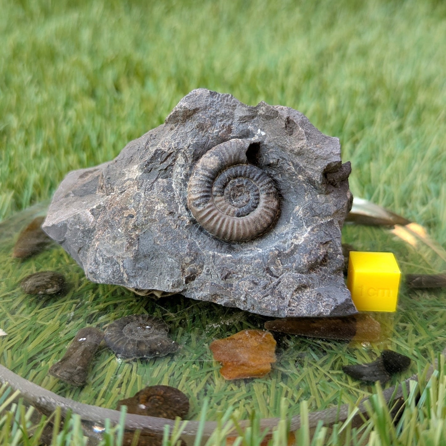 Dactylioceras gracile ammonite North Yorkshire fossils - North Yorkshire Fossils