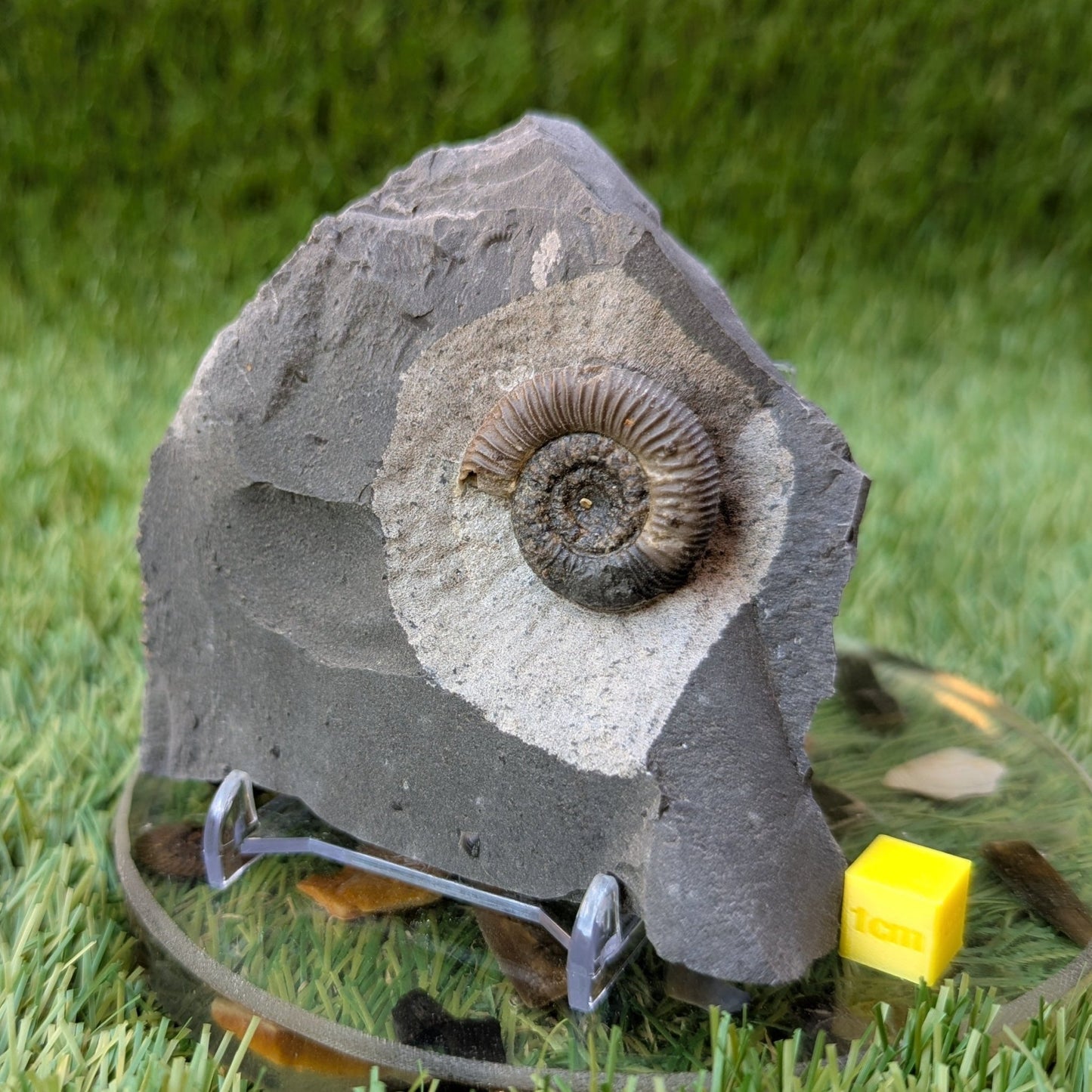 Dactylioceras gracile ammonite North Yorkshire fossils - North Yorkshire Fossils
