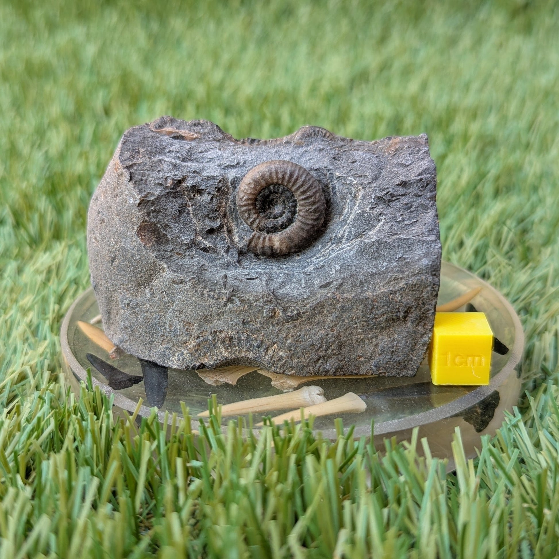 Dactylioceras gracile ammonite North Yorkshire fossils - North Yorkshire Fossils