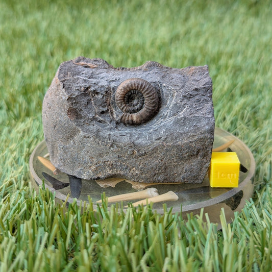 Dactylioceras gracile ammonite North Yorkshire fossils - North Yorkshire Fossils