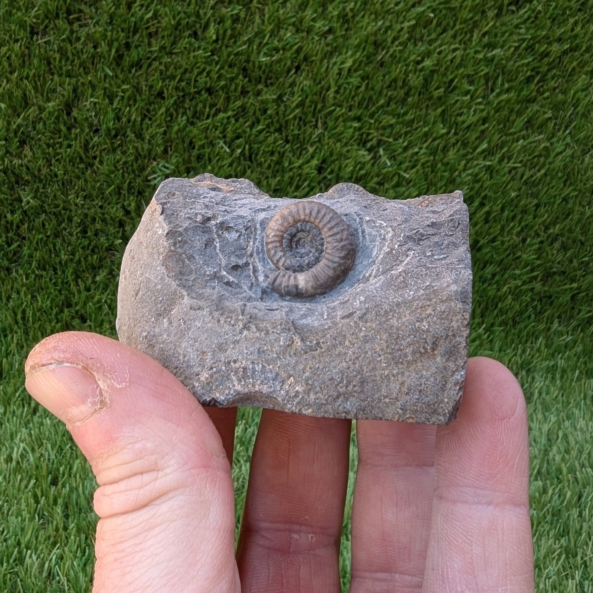 Dactylioceras gracile ammonite North Yorkshire fossils - North Yorkshire Fossils