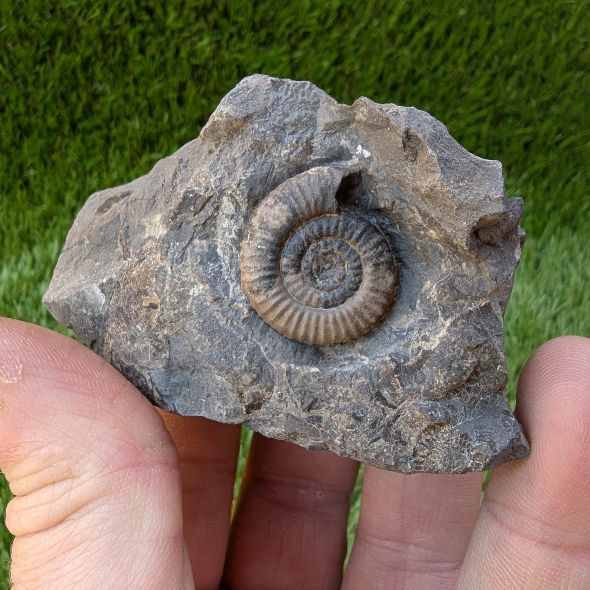 Dactylioceras gracile ammonite North Yorkshire fossils - North Yorkshire Fossils