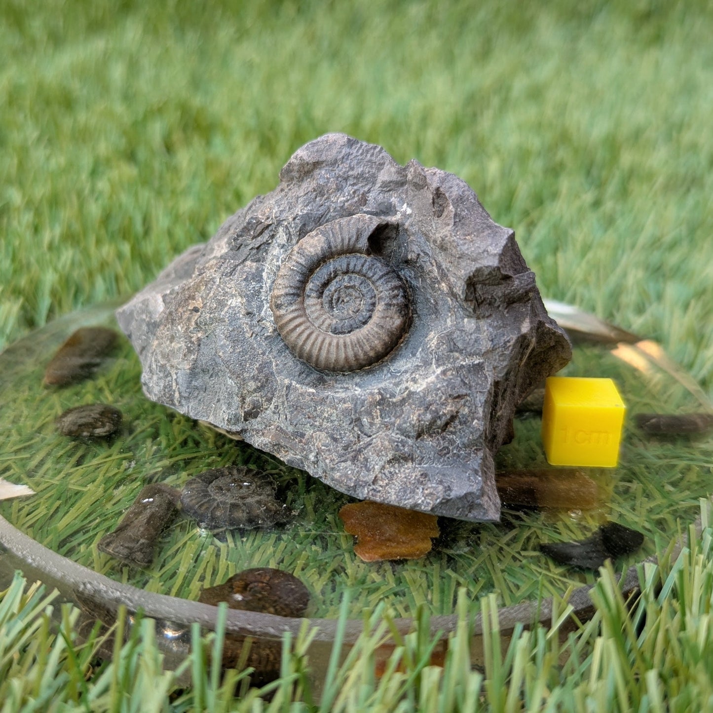 Dactylioceras gracile ammonite North Yorkshire fossils - North Yorkshire Fossils