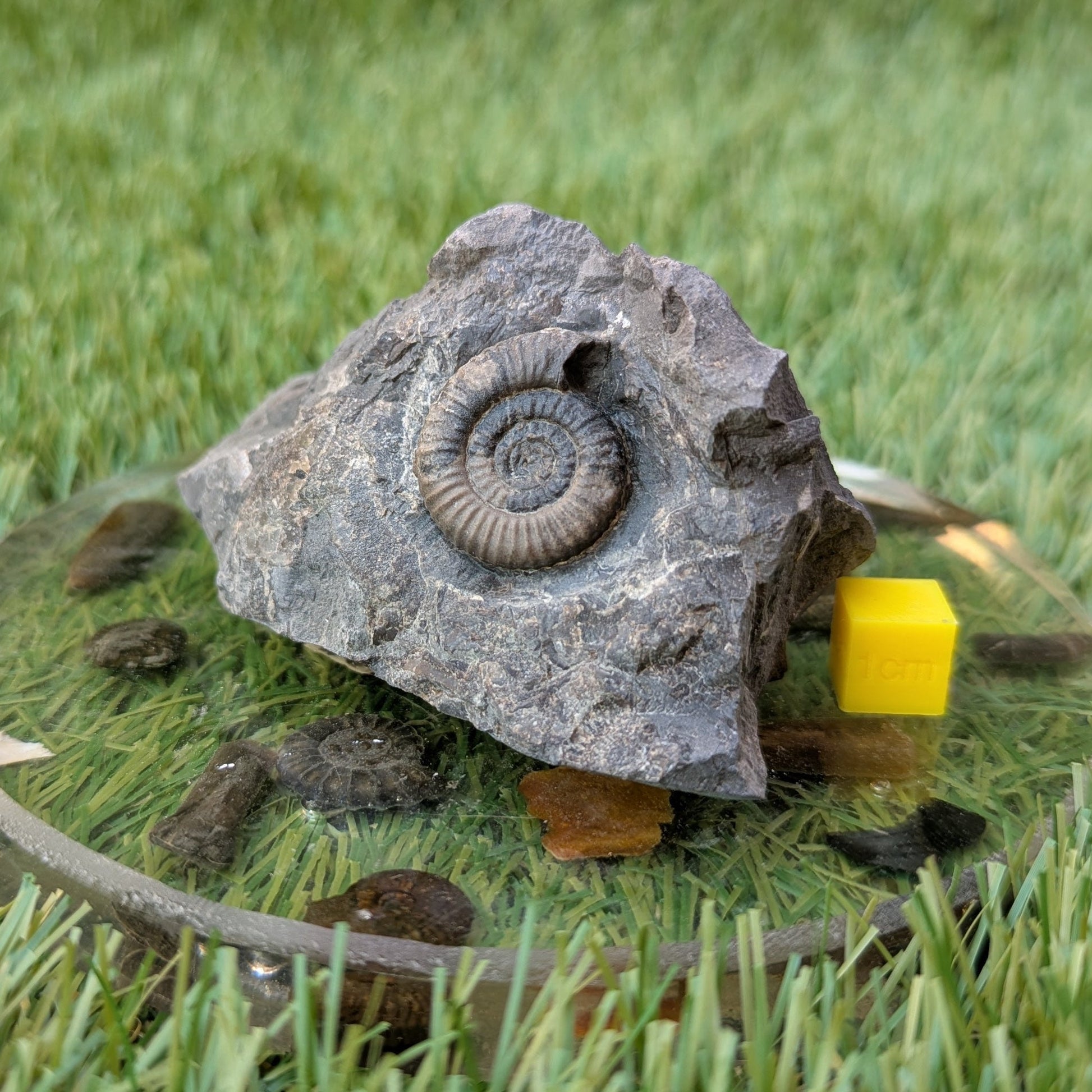 Dactylioceras gracile ammonite North Yorkshire fossils - North Yorkshire Fossils