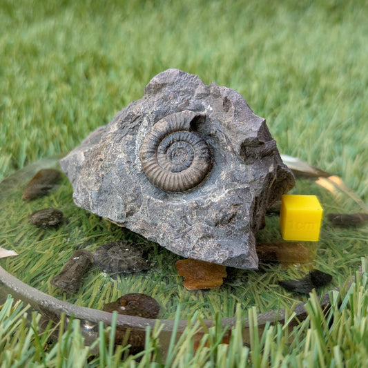Dactylioceras gracile ammonite North Yorkshire fossils - North Yorkshire Fossils