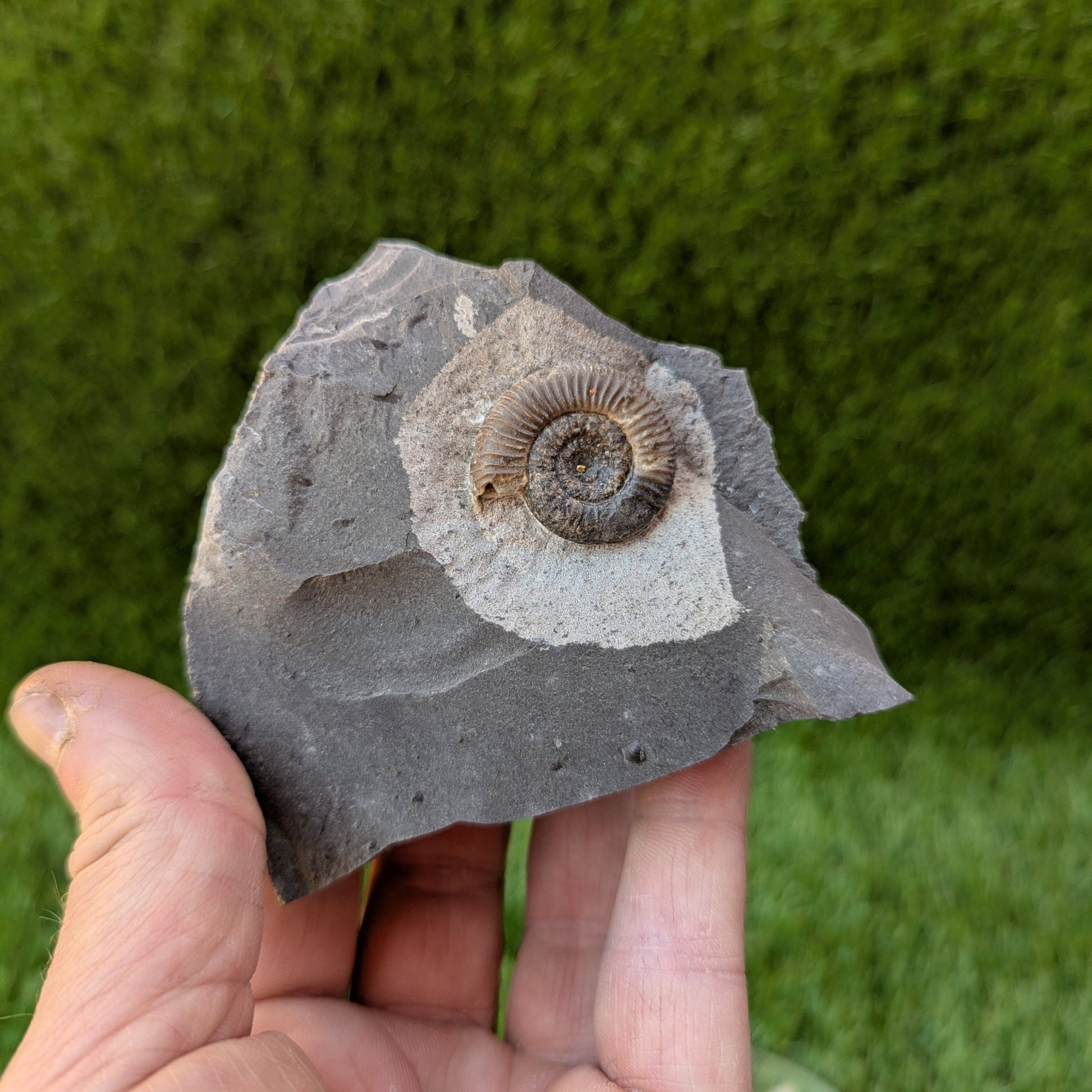 Dactylioceras gracile ammonite North Yorkshire fossils - North Yorkshire Fossils