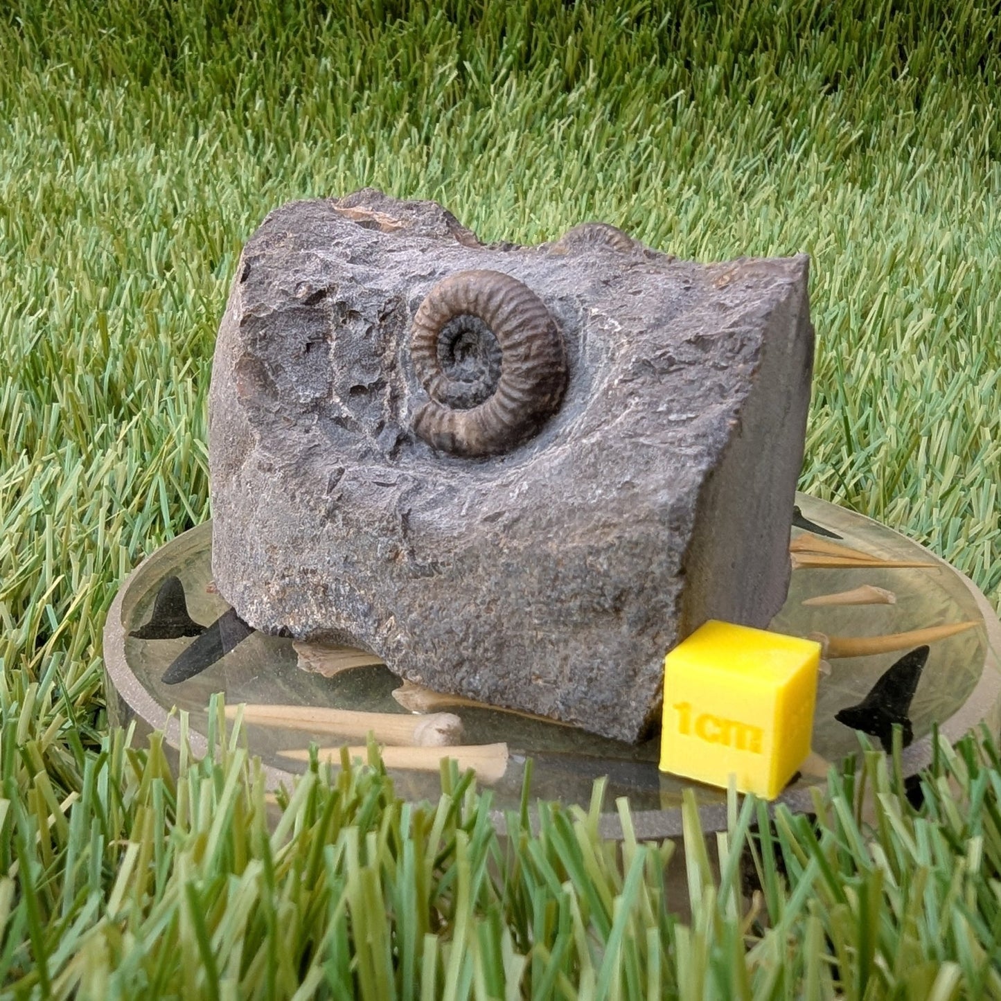 Dactylioceras gracile ammonite North Yorkshire fossils - North Yorkshire Fossils