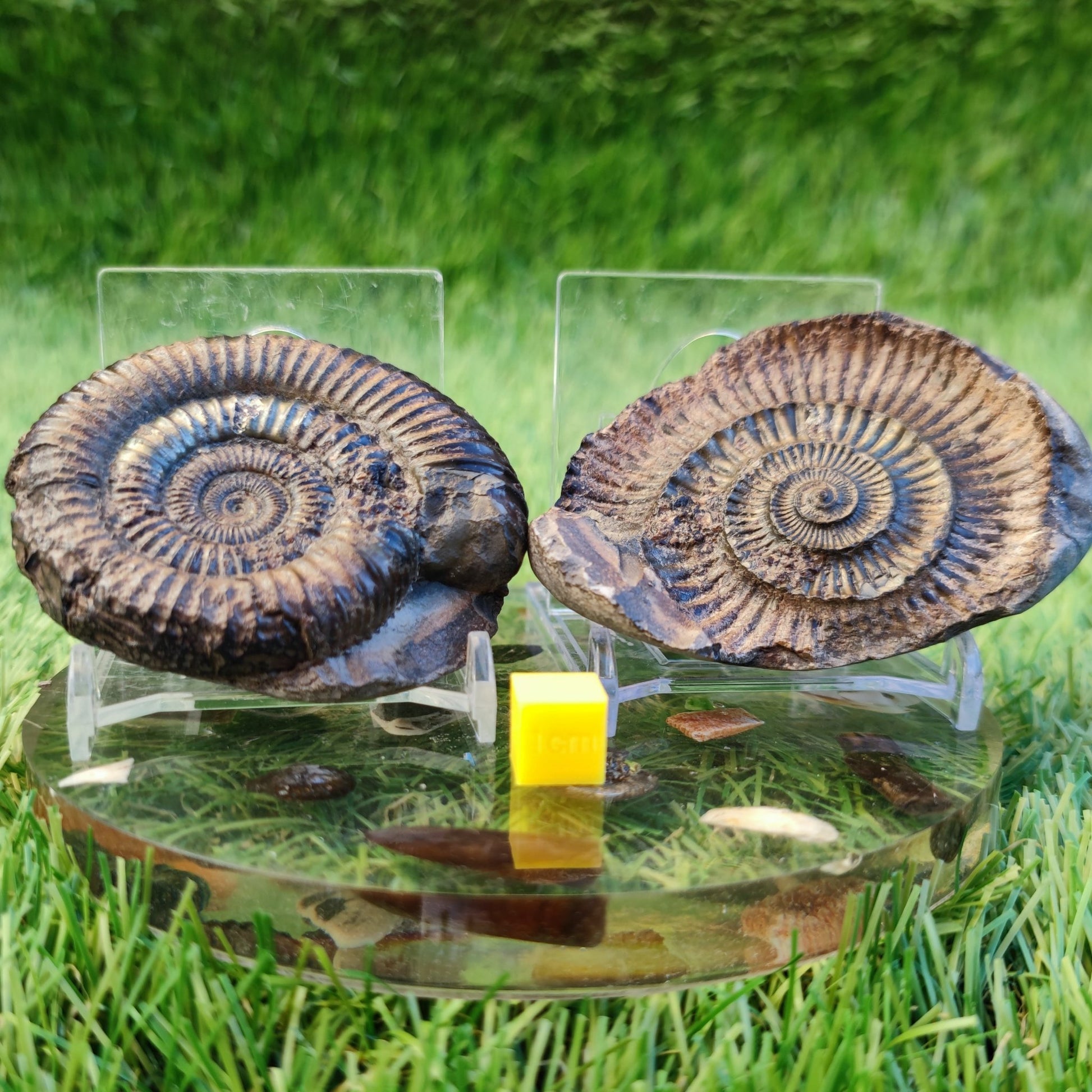 Dactylioceras iridescent ammoniite North Yorkshire fossils - North Yorkshire Fossils