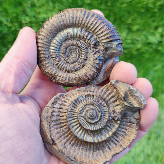 Dactylioceras iridescent ammoniite North Yorkshire fossils - North Yorkshire Fossils