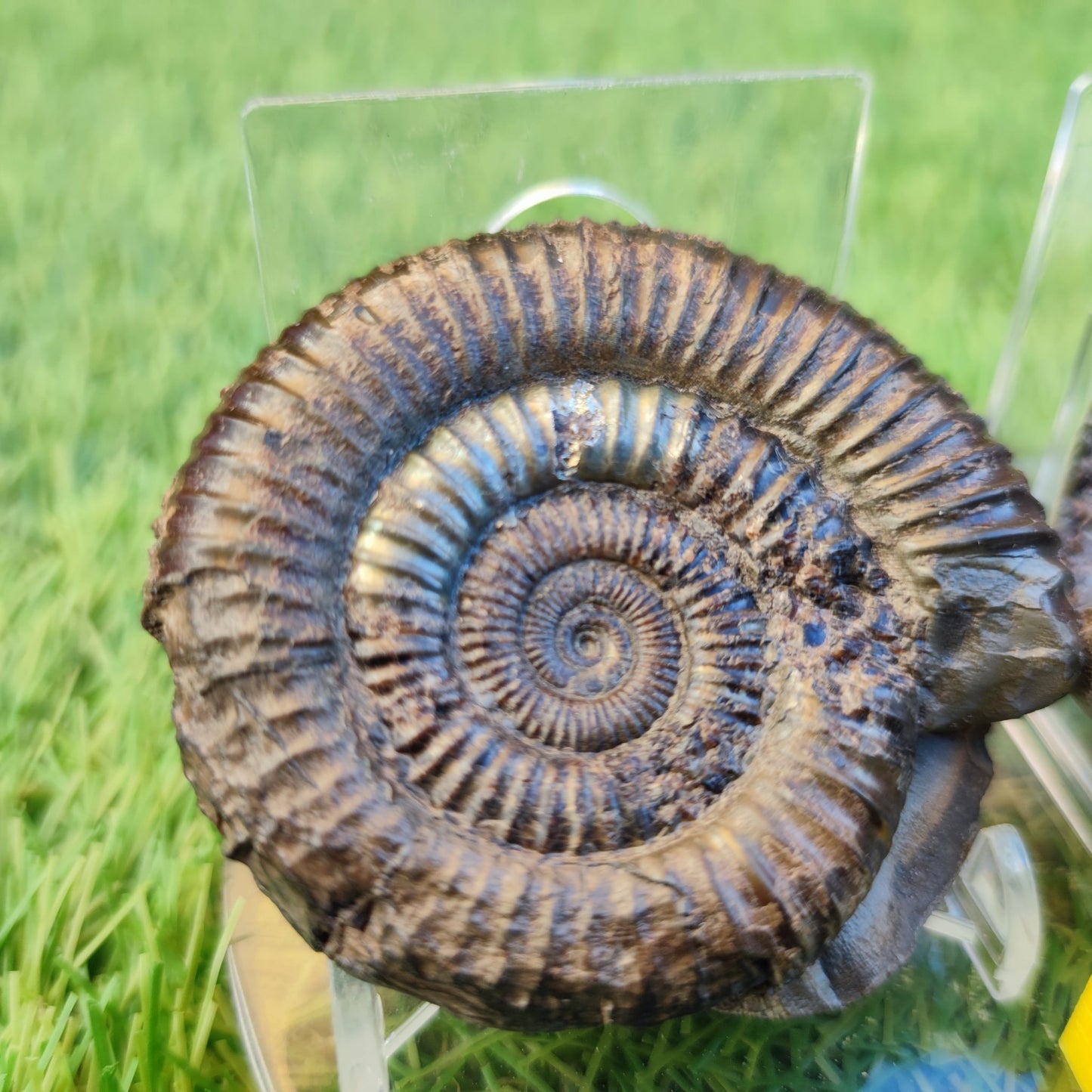Dactylioceras iridescent ammoniite North Yorkshire fossils - North Yorkshire Fossils