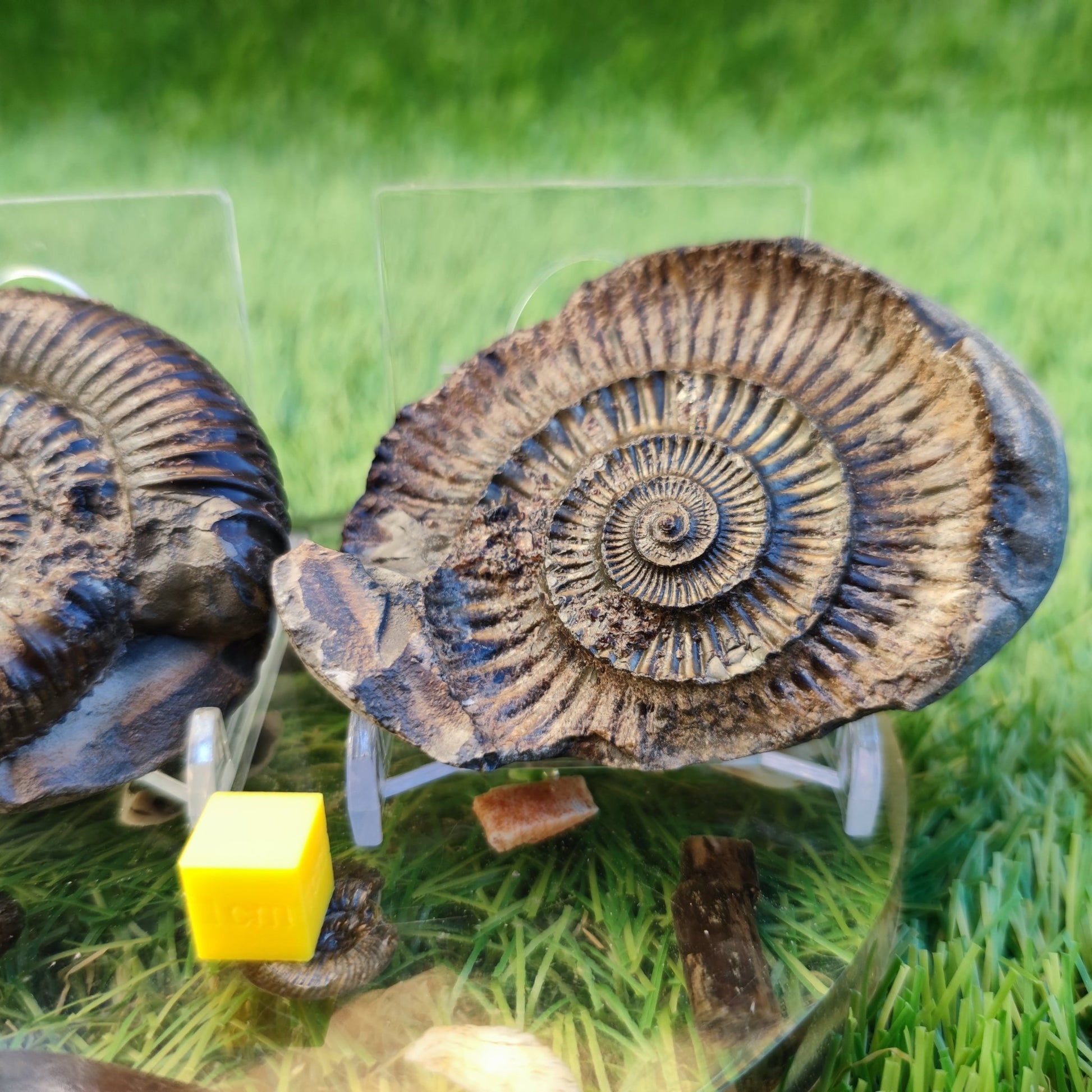 Dactylioceras iridescent ammoniite North Yorkshire fossils - North Yorkshire Fossils