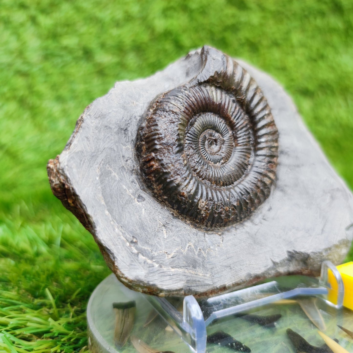 Dactylioceras North Yorkshire ammonite fossil - North Yorkshire Fossils