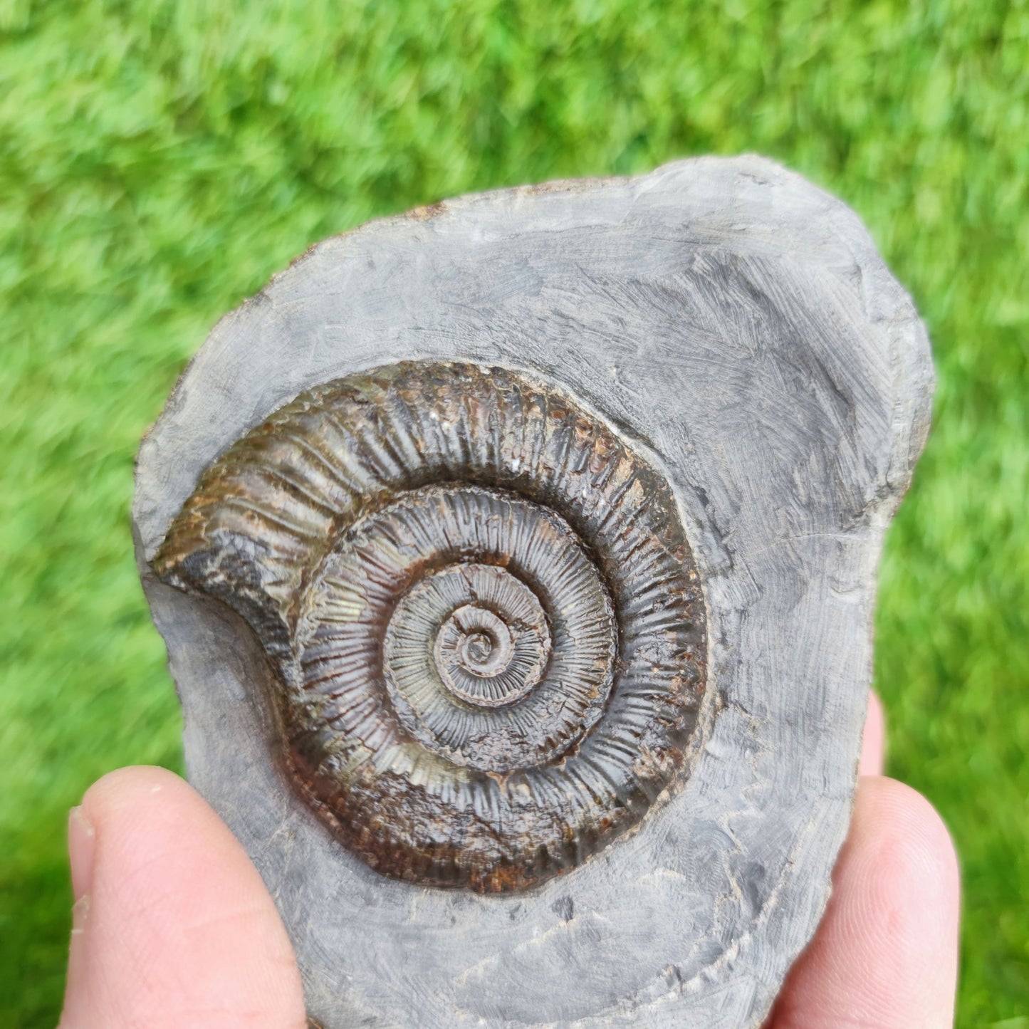 Dactylioceras North Yorkshire ammonite fossil - North Yorkshire Fossils